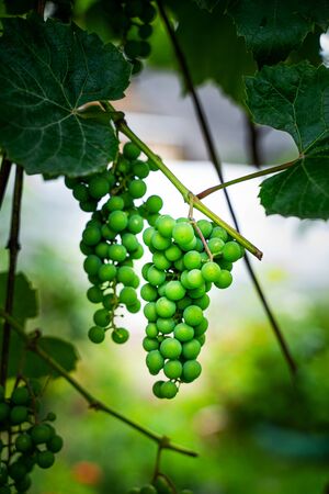 Green grapes on a branch. Vineyard background
