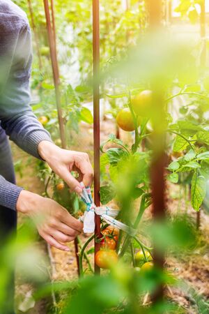 Woman caring for growing tomato fruits in a greenhouseの写真素材