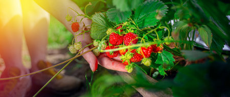 Harvesting fresh organic strawberries. Farmer's hands picking strawberries close-up. Strawberry...