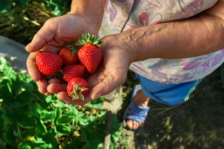 A handful of fresh strawberries in elderly woman farmer hands. Sharing fresh strawberries from the garden. Harvesting fresh strawberries in field.の写真素材