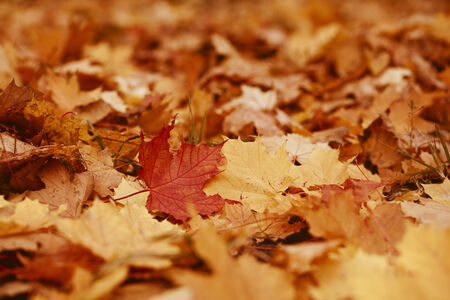 This is image of autumn foliage