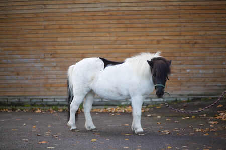 This is image of pony whiteの写真素材
