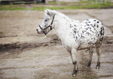 This is image of ponyの写真素材