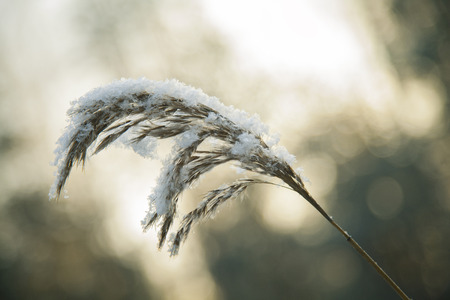 grass in the snow flakesの写真素材