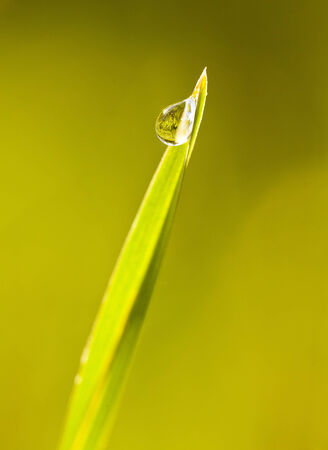 water drop on dewの写真素材