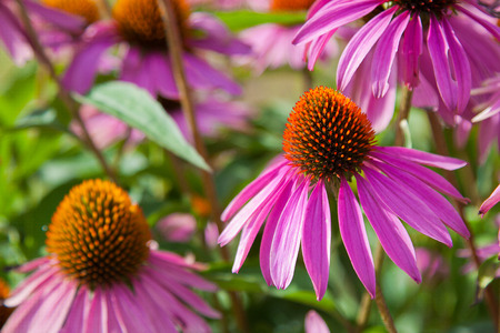 Pink flowers