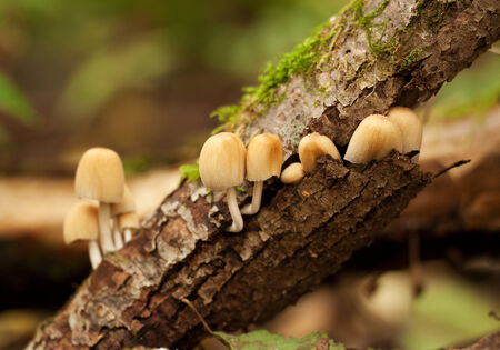 mushroomsの写真素材