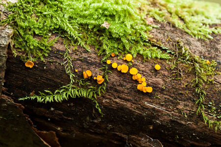 mushrooms on treeの写真素材