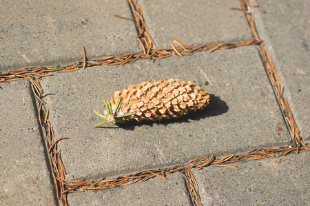 A lone spruce pine cone lying on a sidewalk tile in an autumn park.