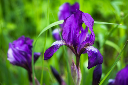 Violet flowers of iris close-upの写真素材