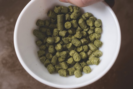 Throwing the pressed green hop into the must of craft beer. Craft beer brewing from grain barley pale malt in process. Ale or lager from pilsner malt.の写真素材