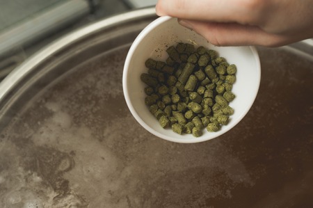 Throwing the pressed green hop into the must of craft beer. Craft beer brewing from grain barley pale malt in process. Ale or lager from pilsner malt.の写真素材