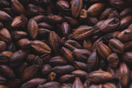 Chocolate malt in a bag. Craft beer brewing from grain barley malt in process. Ale or lager from dark pilsner malt.の写真素材