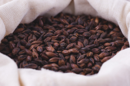 Chocolate malt in a bag. Craft beer brewing from grain barley malt in process. Ale or lager from dark pilsner malt.の写真素材