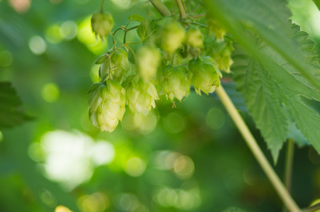 detail of flowering hop cones in hop field at sunny summer day. Ingredient in beer industry. close-up. Craft beer brewing. Ale or lagerの写真素材