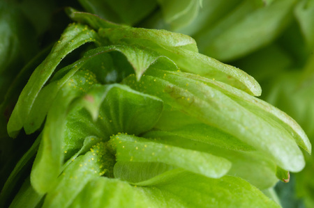 Fresh cones of hops on a wooden background with pollen on the petals, closeup. Ingredient in beer industry. Craft beer brewing. Ale or lagerの写真素材
