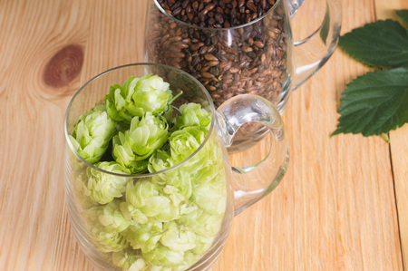 Cones of hops and chocolate malt in glass mug, closeup. Ingredient in craft beer brewing from grain...