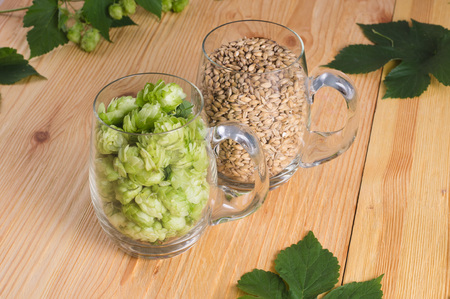 Cones of hops and pale caramel malt in glass mug, closeup. Ingredient in craft beer brewing from grain barley malt.の写真素材