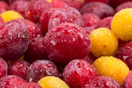 background of beautiful home plums. Organic red and yellow plums.の写真素材