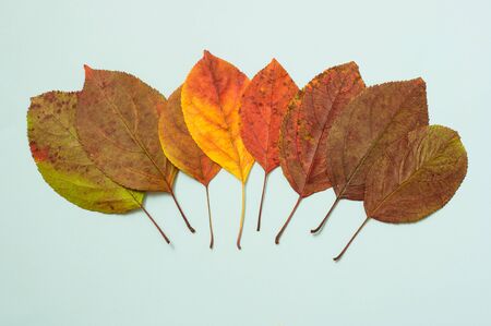 Autumn gradient from colorful fallen leaves on blue  background