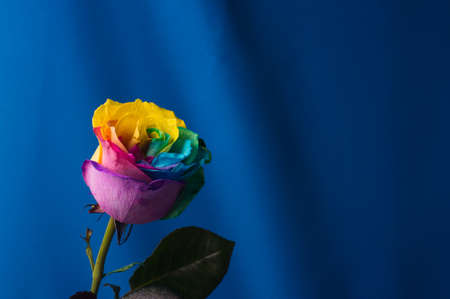 Multicolor rose. Amazing rainbow rose flower on blue backgroundの写真素材