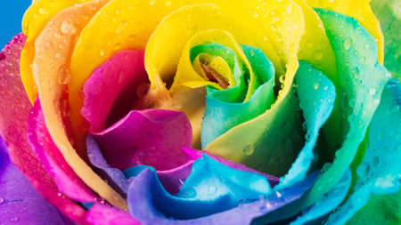 rainbow rose with colorful petals, macro for backgroundの写真素材