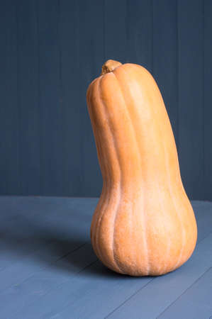 Fresh Butternut Squash. Raw orange organic butternut squash ready to bake. bottle shaped butternut pumpkinの写真素材