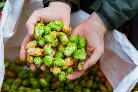 Green fresh hops for beer. Male hands hold green hop cones.の写真素材