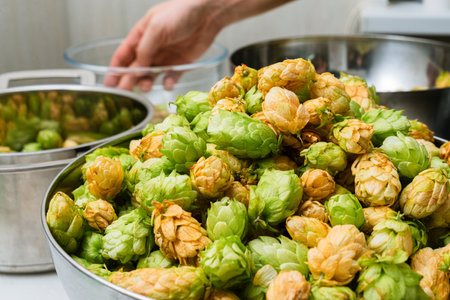 Green and orange fresh hop cones for making beer and bread in a stainless steel bowl. close up....