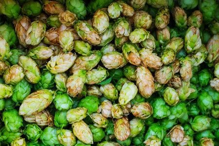 Green and orange fresh hop cones for making beer and bread close up