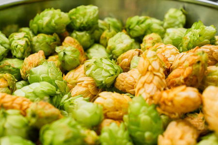 Green and orange fresh hop cones for making beer and bread in a stainless steel bowl. close up....