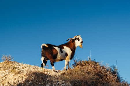 A wild goat on a rocky cliff in the mountains. Goat in the wild. Animals at sunset. Animals Of Cyprus. Wild Goat in the mountains