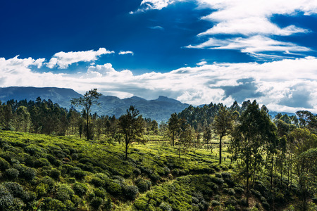 Large tea plantation. Green tea in mountains. Nature of Sri Lanka. Tea in Sri Lanka. The cultivation of tea. Green plantation. Ella. Nuwara Eliya. Asian climateの写真素材
