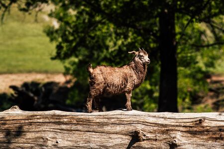 Curious little goat. A small goat stands on a fallen tree. Goat on the treeの写真素材