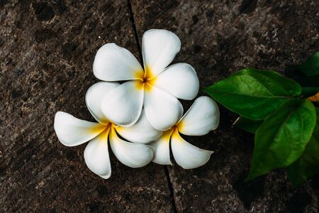 Glorious frangipani or plumeria flowers, with black background. Frangipani typical Balinese Flower - Plumeria Flower. Balinese flowerの写真素材