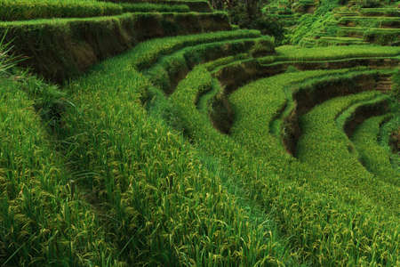 Rice terraces in Bali Indonesia. Terrace rice fields, Bali, Indonesia. Green cascade rice field plantation at Tegalalang terrace. Bali, Indonesia. Green rice fields. Copy spaceの写真素材