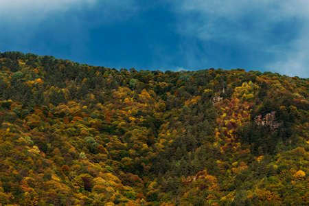 Colorful autumn forest, horizontal view. Mountain forest in autumn. Colorful mountains in autumn....