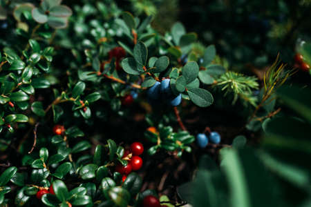 Blueberries and lingonberries on a green bush, macro photography. Wild berry, macro. Wild wild berries on a green background in the forest.の写真素材