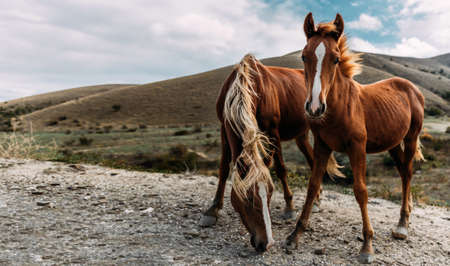 Horses on the background of mountains. Wild landscape with horses in summer season into the mountains. Portrait of two horses with mountains in the background. Image with red and brown horsesの写真素材