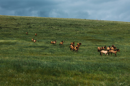 A herd of horses runs along the green slope of the mountain. Horses on the background of the...