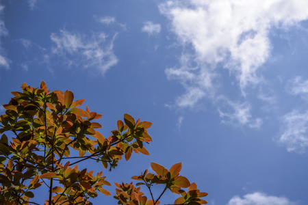 Spring leaf with bluesky backgroundの写真素材