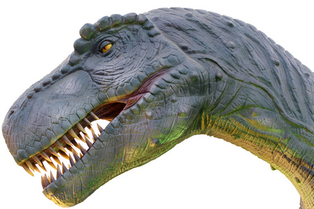 Dinosaur model head on white backgroundの写真素材