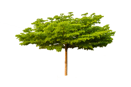 Tree on white backgroundの写真素材