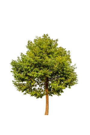 Tree on white backgroundの写真素材