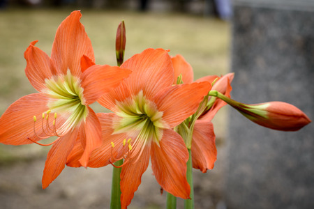 Closeup Amaryllis flower on summerの写真素材