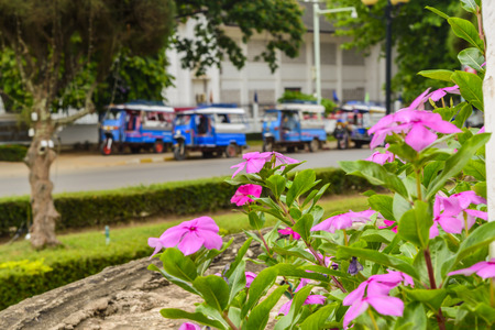Foreground flower with tuk tuk taxiの写真素材