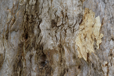 Nature tree bark textureの写真素材