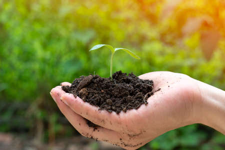 Earthday and world climate change, a hand holding soil and small tree, grow and development concept...