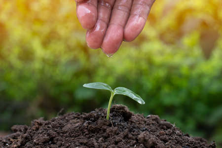 A hand watering the plant tree, grow and development, earth day, environment and global safe...