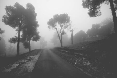 A foggy morning landscape of some trees accompanied with a road.の写真素材